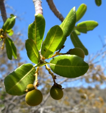 Pappea capensis fruit