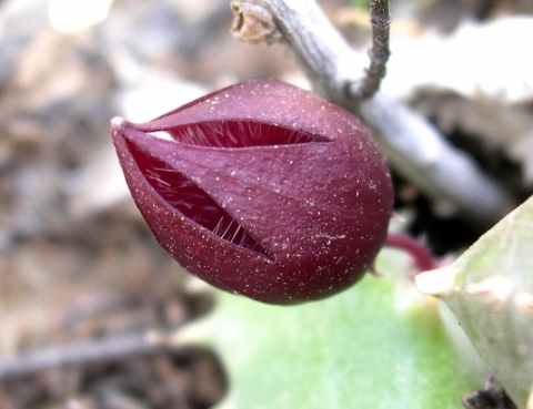 Stapeliopsis saxatilis flower
