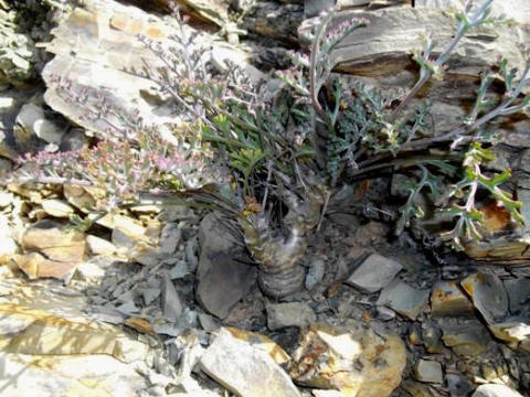 Pelargonium crithmifolium in shale