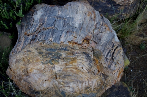 Fossilised Karoo tree trunk 