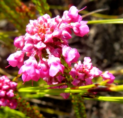 Erica cubica var. cubica flowers