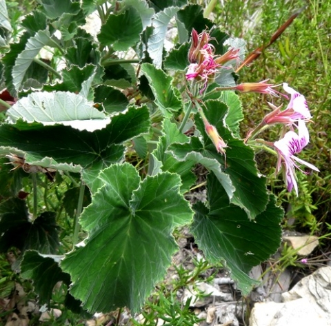 Pelargonium cordifolium leaves
