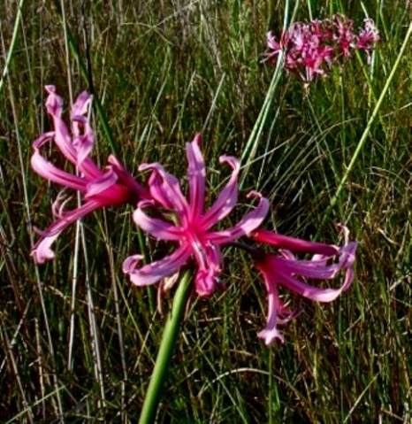 Nerine humilis flowers