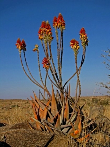 Natural hybrid of Aloe hereroensis and A. gariepensis