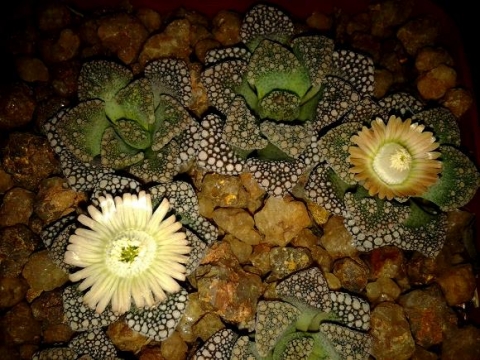 Titanopsis calcarea flowers
