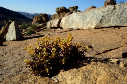 Crassula brevifolia thriving on stone