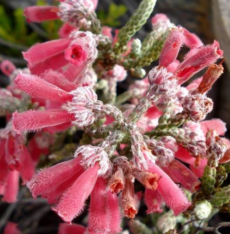 Erica strigilifolia hairy flower tips