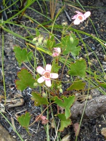 Pelargonium incarnatum