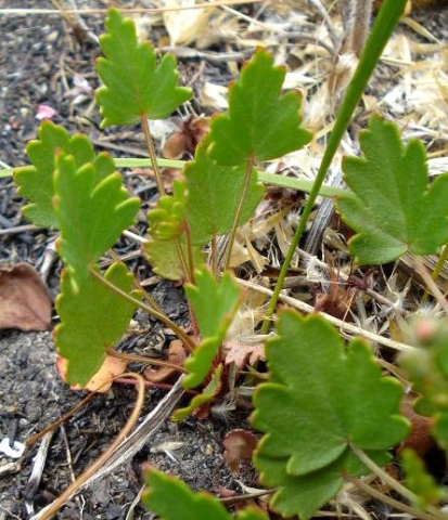 Pelargonium incarnatum leaves