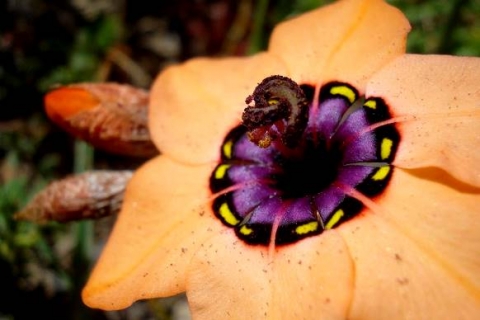 Sparaxis elegans flower