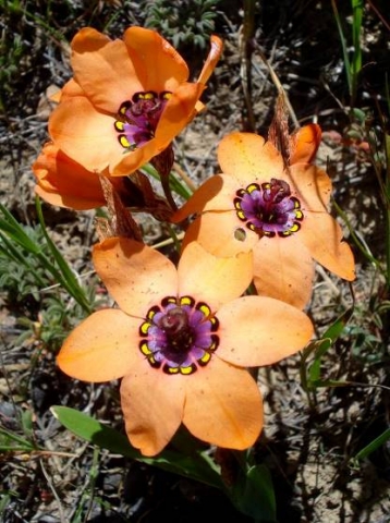 Sparaxis elegans flowers