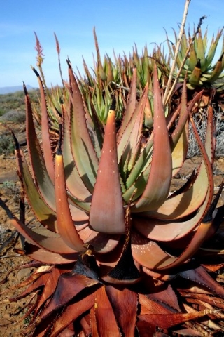 Aloe knersvlakensis leaves