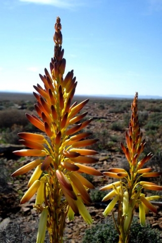 Aloe knersvlakensis inflorescence