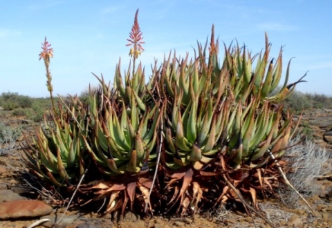 Aloe knersvlakensis clump