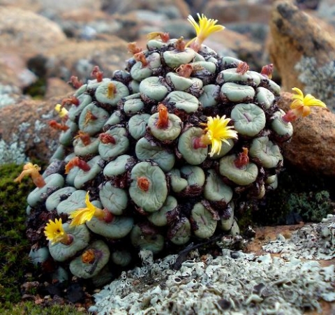 Conophytum pageae flowers and leaves