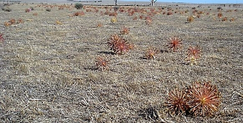 Crossyne flava, a stand on a Namaqualand plain
