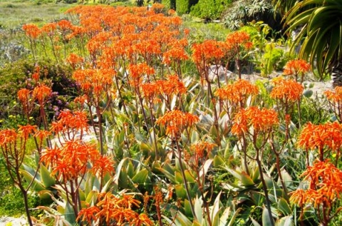Aloe maculata X striata hybrid
