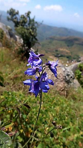 Delphinium dasycaulon, a flower of tropical Africa
