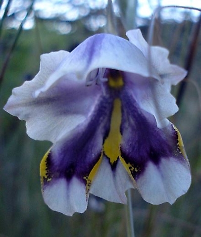 Gladiolus patersoniae flower