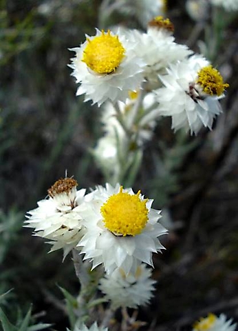 Helichrysum acrophilum flowerheads
