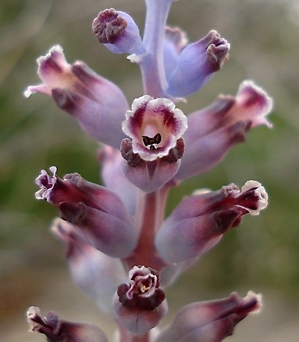 Lachenalia membranacea flowers