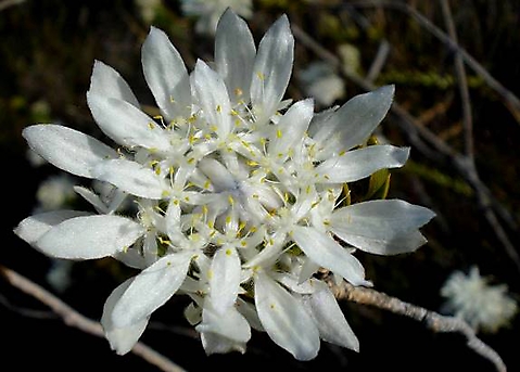 Lachnaea filamentosa flower
