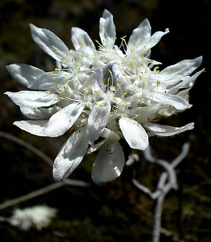 Lachnaea filamentosa flower
