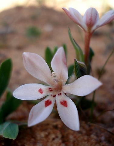 Lapeirousia arenicola flower
