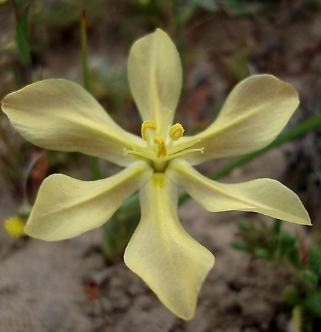 Moraea nana flower