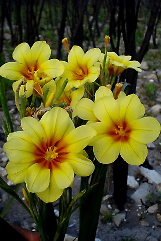 Moraea ochroleuca flowers and a funny one