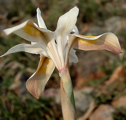 Moraea saxicola flower from below