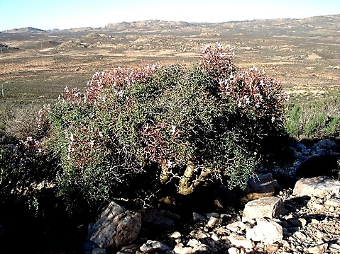 Pelargonium crithmifolium sentinel duty
