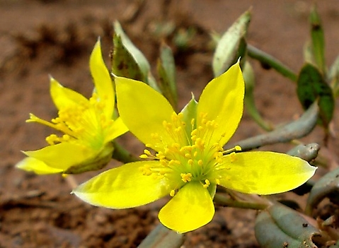 Talinum caffrum flowers