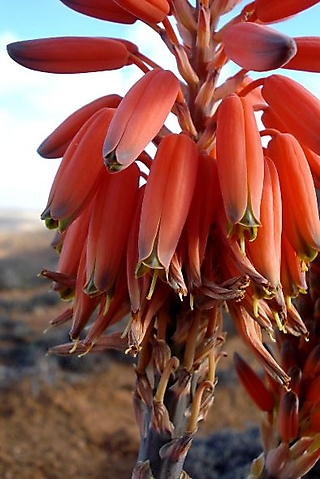 Aloe krapohliana flowers