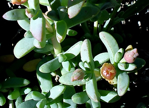Amphibolia laevis buds and fruit