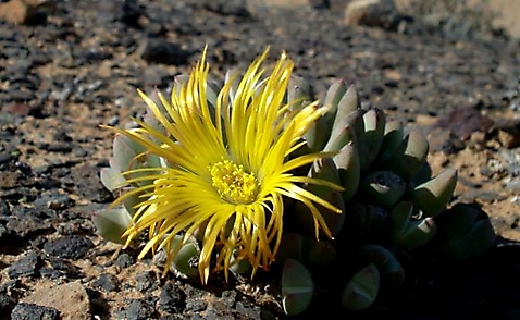 Cheiridopsis brownii flower