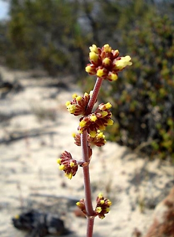Crassula nudicaulis var. platyphylla inflorescence