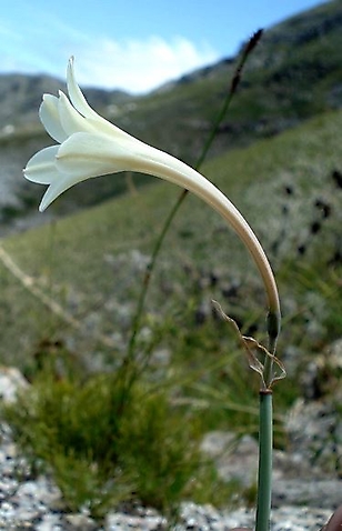 Cyrtanthus leucanthus flower profile
