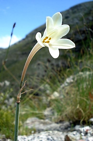 Cyrtanthus leucanthus flower