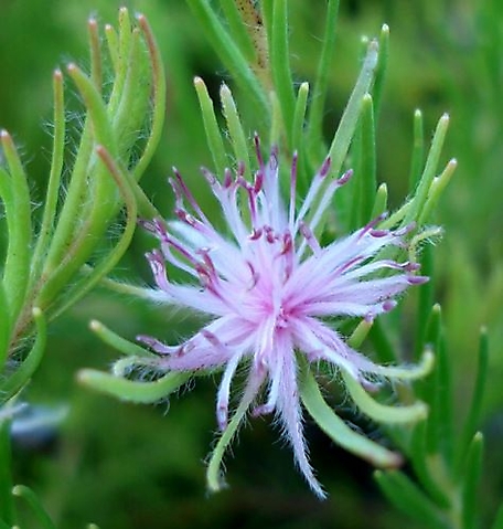 Diastella proteoides flowerhead