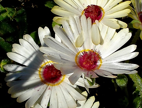 Cleretum maughanii flowers