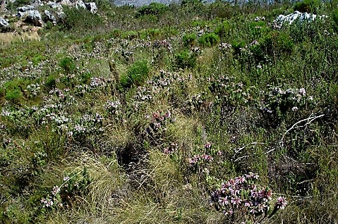 Erica viscaria subsp. longifolia, a fynbos stand