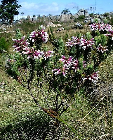Erica viscaria subsp. longifolia branched shrublet