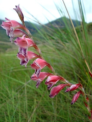 Gladiolus crassifolius flower spike in Drakensberg grassland