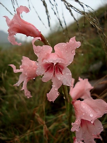 Gladiolus mortonius flowers