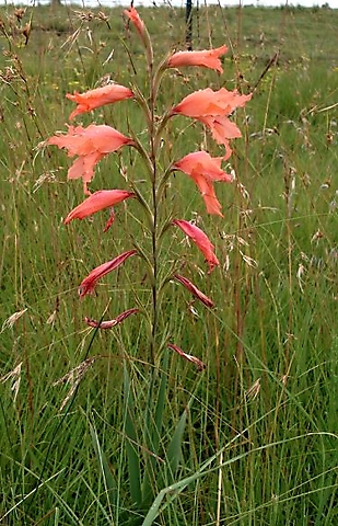 Gladiolus oppositiflorus