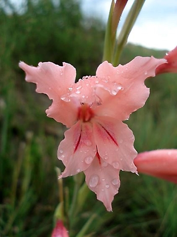 Gladiolus oppositiflorus flower