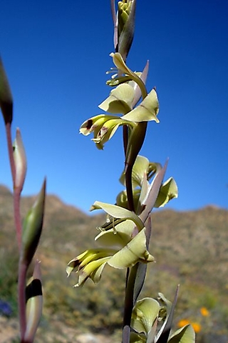 Gladiolus orchidiflorus flower spike