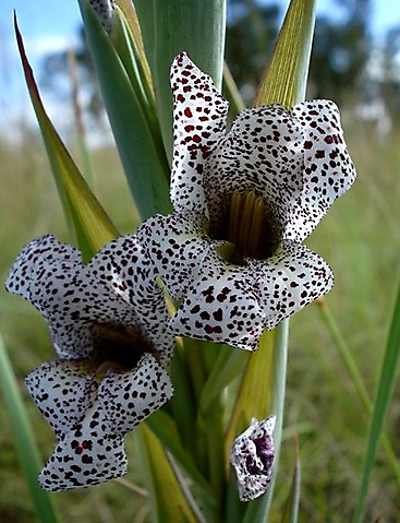 Gladiolus vinosomaculatus flowers