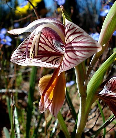 Gladiolus watermeyeri dark, Namaqualand flower